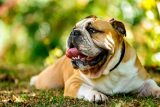 Cancer in Dogs: Breed & Size Matter